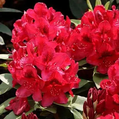 Рододендрон МАТАДОР  Рододендрон МАТАДОР в Новосибирске