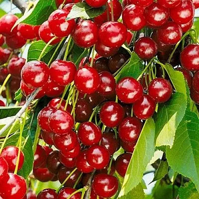 Вишня БРУСНИЦЫНА степная в Новосибирске