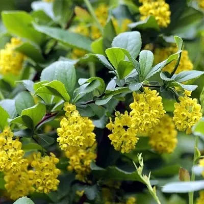 Барбарис корейский  Барбарис корейский в Новосибирске