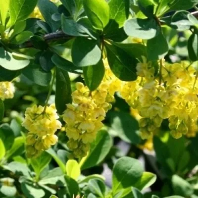 Барбарис ИНДИАН САММЕР   Барбарис ИНДИАН САММЕР  в Новосибирске