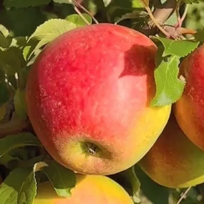 Яблоня САКАВИТА в Новосибирске