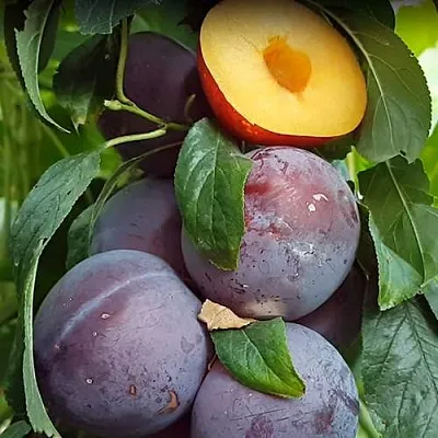 НЕКТАПРИУМ  НЕКТАПРИУМ в Новосибирске