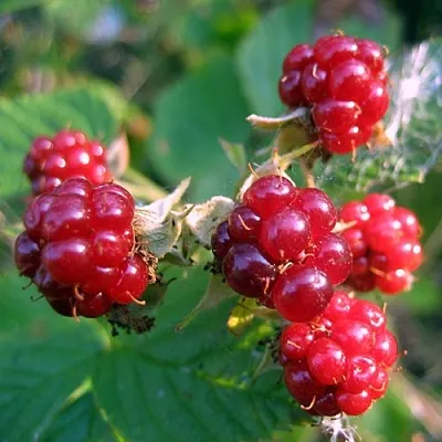 Княженика АСТРА в Новосибирске