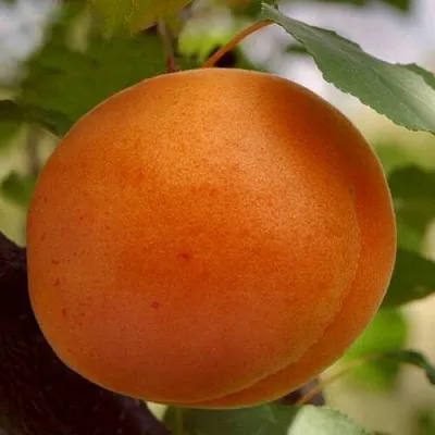 Абрикос ОЛИМП  Абрикос ОЛИМП в Новосибирске