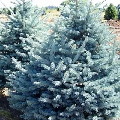 Ель ГЛАУКА колючая в Новосибирске