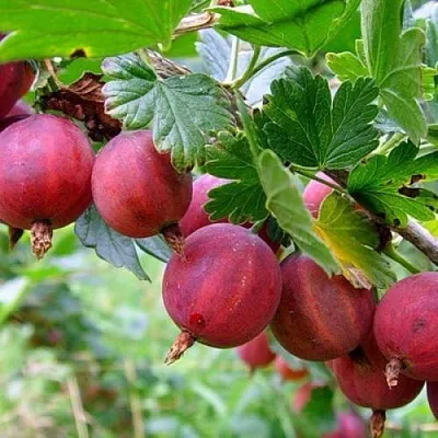 Крыжовник КРАСНОСЛАВЯНСКИЙ в Новосибирске