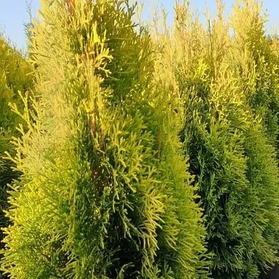 Туя ГОЛДЕН СМАРАГД западная в Новосибирске