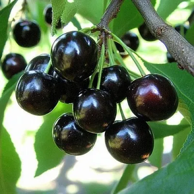 Вишня РОССОШАНСКАЯ ЧЕРНАЯ в Новосибирске