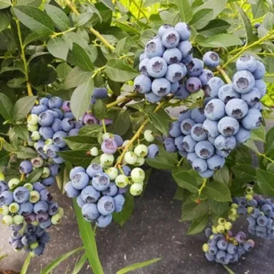 Голубика ОСОРНО — описание сорта Голубика ОСОРНО в Новосибирске