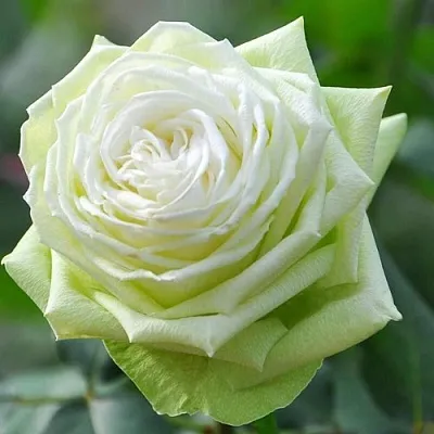 Саженцы роз ВАКАНА японская в Новосибирске