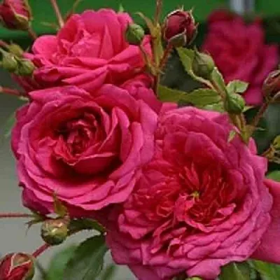 Саженцы роз ЛАГУНА плетистая  Саженцы роз ЛАГУНА плетистая в Новосибирске