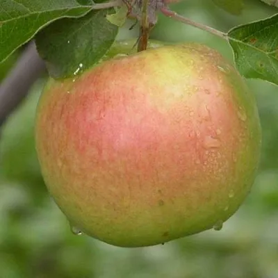 Яблоня БРЯНСКОЕ ЗОЛОТИСТОЕ  Яблоня БРЯНСКОЕ ЗОЛОТИСТОЕ в Новосибирске