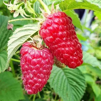 Малина ПШЕХИБА  Малина ПШЕХИБА в Новосибирске