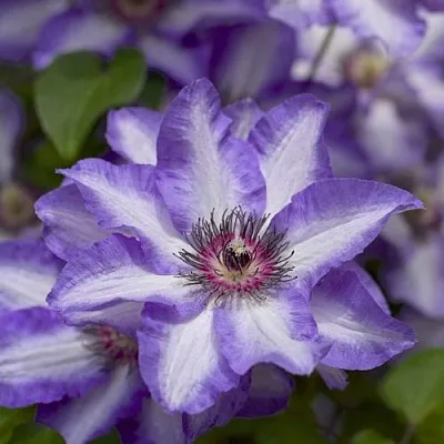 Клематис МОНИНГ СКАЙ  Клематис МОНИНГ СКАЙ в Новосибирске