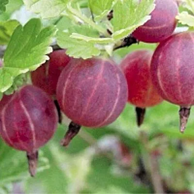 Крыжовник РАВОЛТ в Новосибирске