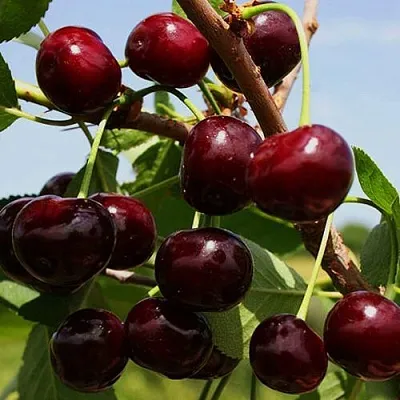 Вишня РОВЕСНИЦА в Новосибирске