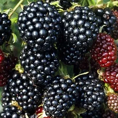 Ежевика ЭВЕРГРИН бесшипная  Ежевика ЭВЕРГРИН бесшипная в Новосибирске