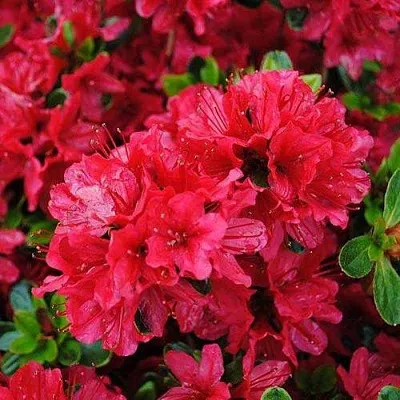 Азалия ХИНО КРИМСОН японская  Азалия ХИНО КРИМСОН японская в Новосибирске