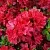 Азалия ХИНО КРИМСОН японская в Новосибирске
