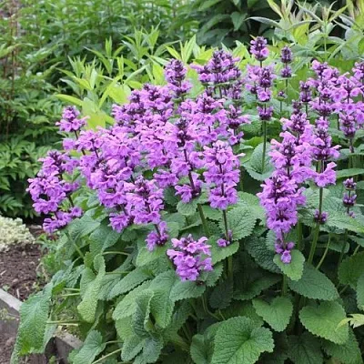 Буквица крупноцветковая  Буквица крупноцветковая в Новосибирске