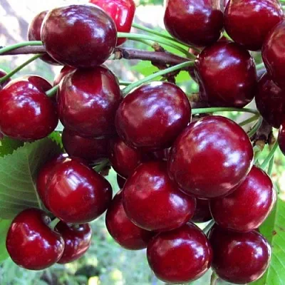 Вишня ЖУКОВСКАЯ в Новосибирске