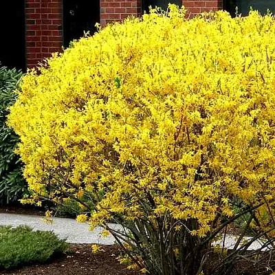 Форзиция ЛИНВУД  Форзиция ЛИНВУД в Новосибирске