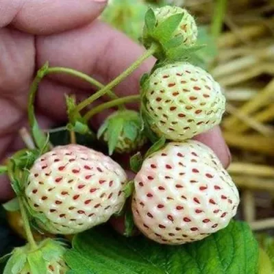 Клубника АНАНАСА ремонтантная в Новосибирске