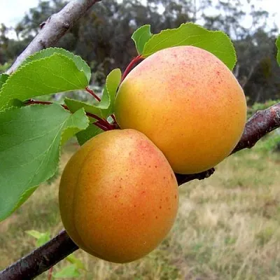 Абрикос ОРЛОВЧАНИН  Абрикос ОРЛОВЧАНИН в Новосибирске