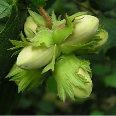 Фундук ТАМБОВСКИЙ ПОЗДНИЙ  Фундук ТАМБОВСКИЙ ПОЗДНИЙ в Новосибирске