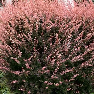 Барбарис РОУЗ ГЛОУ тунберга  Барбарис РОУЗ ГЛОУ тунберга в Новосибирске