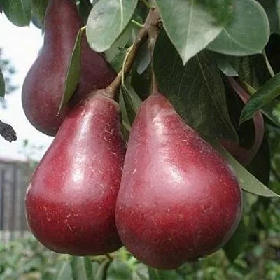 Груша СТАРКРИМСОН в Новосибирске