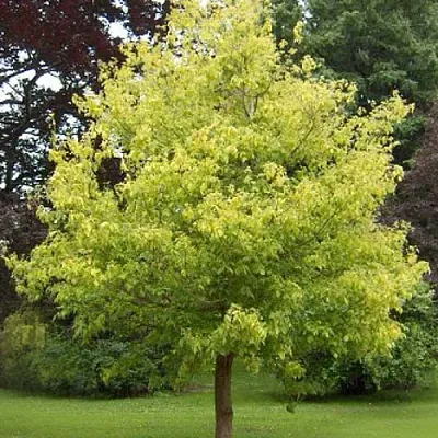 Клен ясенелистный  Клен ясенелистный в Новосибирске