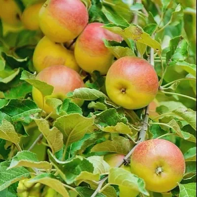 Яблоня ПАМЯТЬ БЛЫНСКОГО колонновидная в Новосибирске