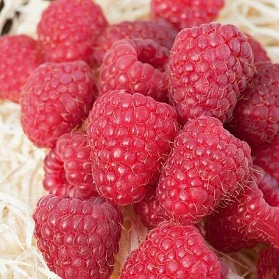 Малина МАРАСТАР в Новосибирске