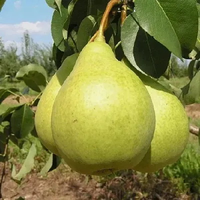 Груша Медовая Колонновидная в Новосибирске