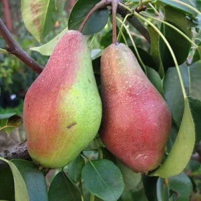 Груша ЯКОВЛЕВСКАЯ в Новосибирске