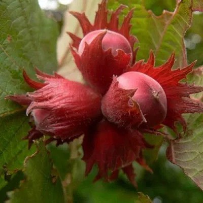 Фундук МОСКОВСКИЙ РУБИН  Фундук МОСКОВСКИЙ РУБИН в Новосибирске