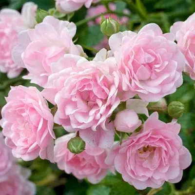 Саженцы роз ЗЕ ФЕЙРИ почвопокровная в Новосибирске