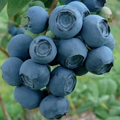 Голубика РУБЕЛ  Голубика РУБЕЛ в Новосибирске