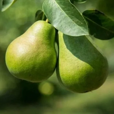 Груша Г-1 колонновидная в Новосибирске