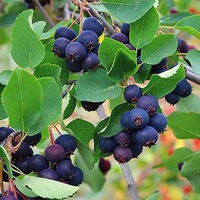 Ирга THIESSEN  Ирга THIESSEN в Новосибирске