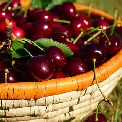 Вишня НЕСВИЖСКАЯ в Новосибирске