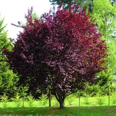 Декоративная  Декоративная в Новосибирске