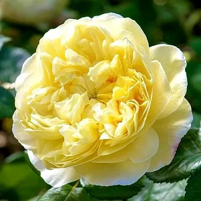 Саженцы роз ЧАРЛЬЗ ДАРВИН английская в Новосибирске