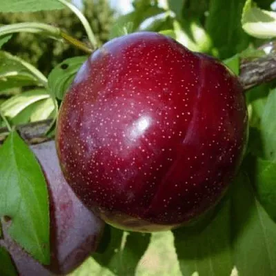 ШАРАФУГА  ШАРАФУГА в Новосибирске