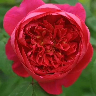 Саженцы роз БЕНДЖАМИН БРИТТЕН шраб  Саженцы роз БЕНДЖАМИН БРИТТЕН шраб в Новосибирске