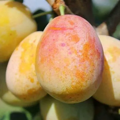 АПРИМИРА  АПРИМИРА в Новосибирске