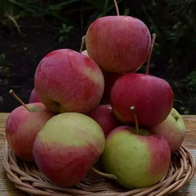 Яблоня РОДНИКОВАЯ в Новосибирске