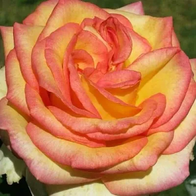 Саженцы роз АМАЗОНКА чайно-гибридная в Новосибирске