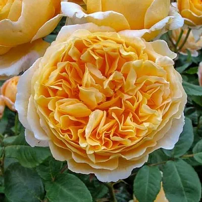 Саженцы роз БЕАТРИС английская в Новосибирске